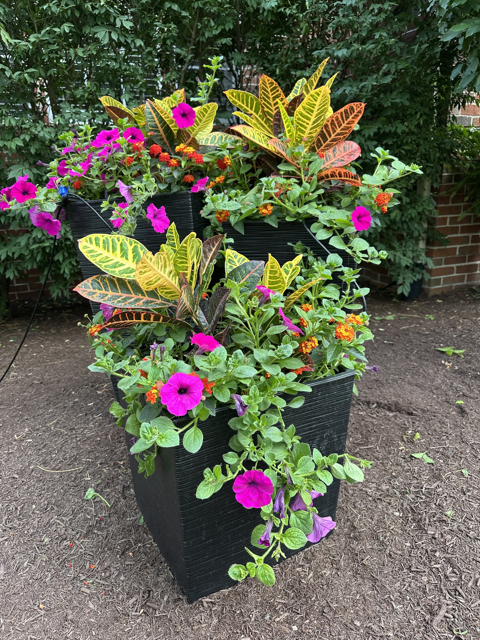 Begonia Brothers Services in Northville